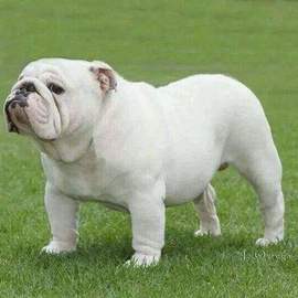 英国斗牛犬
