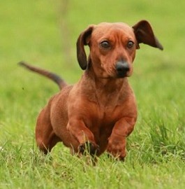 腊肠犬
