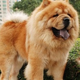 松狮犬