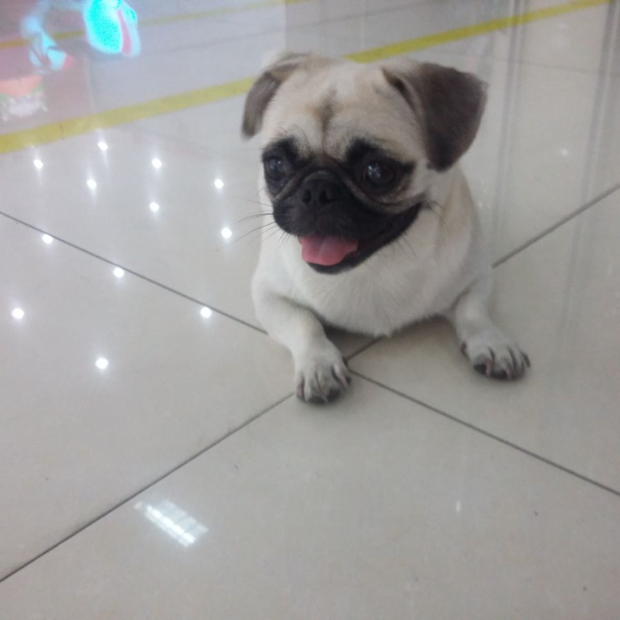 八哥犬母
